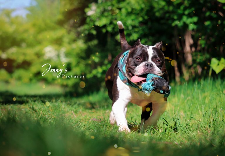 Rennende hond die de recall aanleert