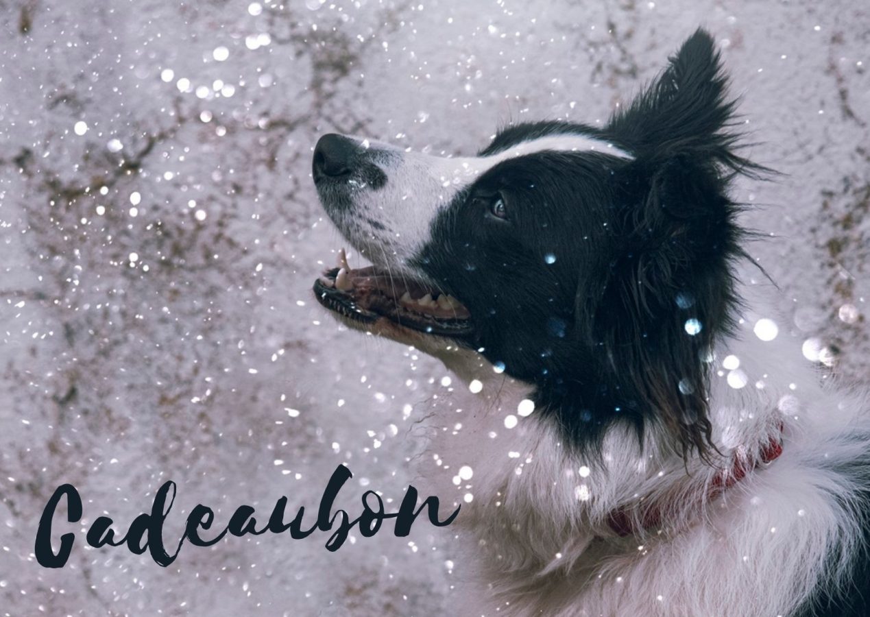 Geschenkkaart van beachpaws