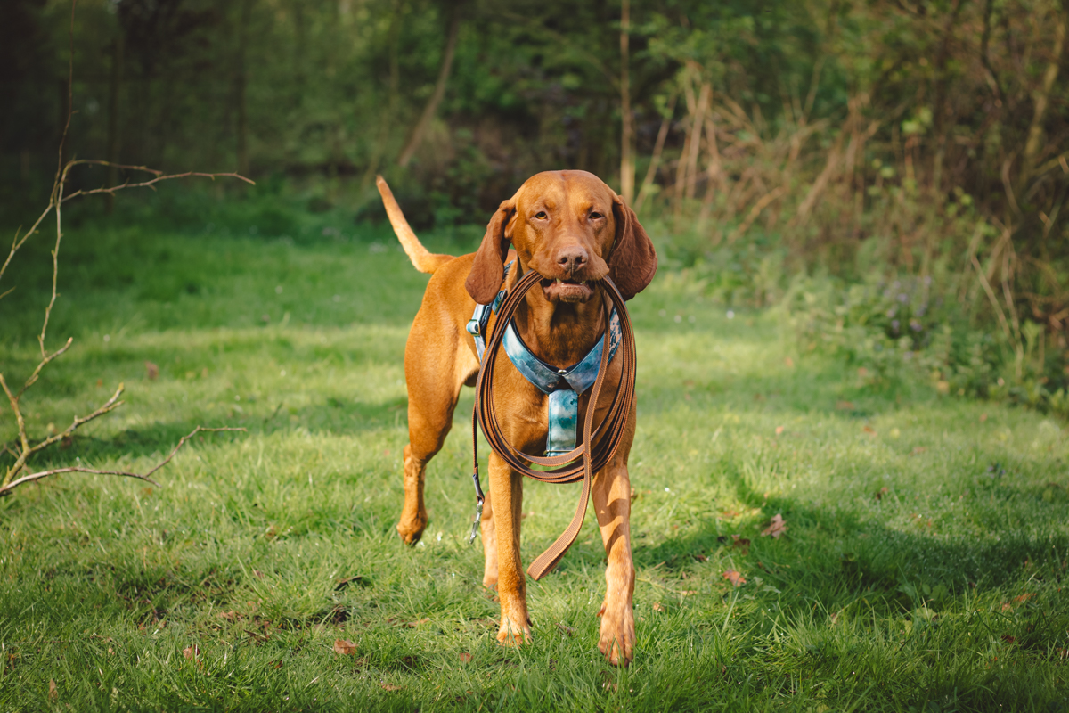 snuffelwandeling met je hond