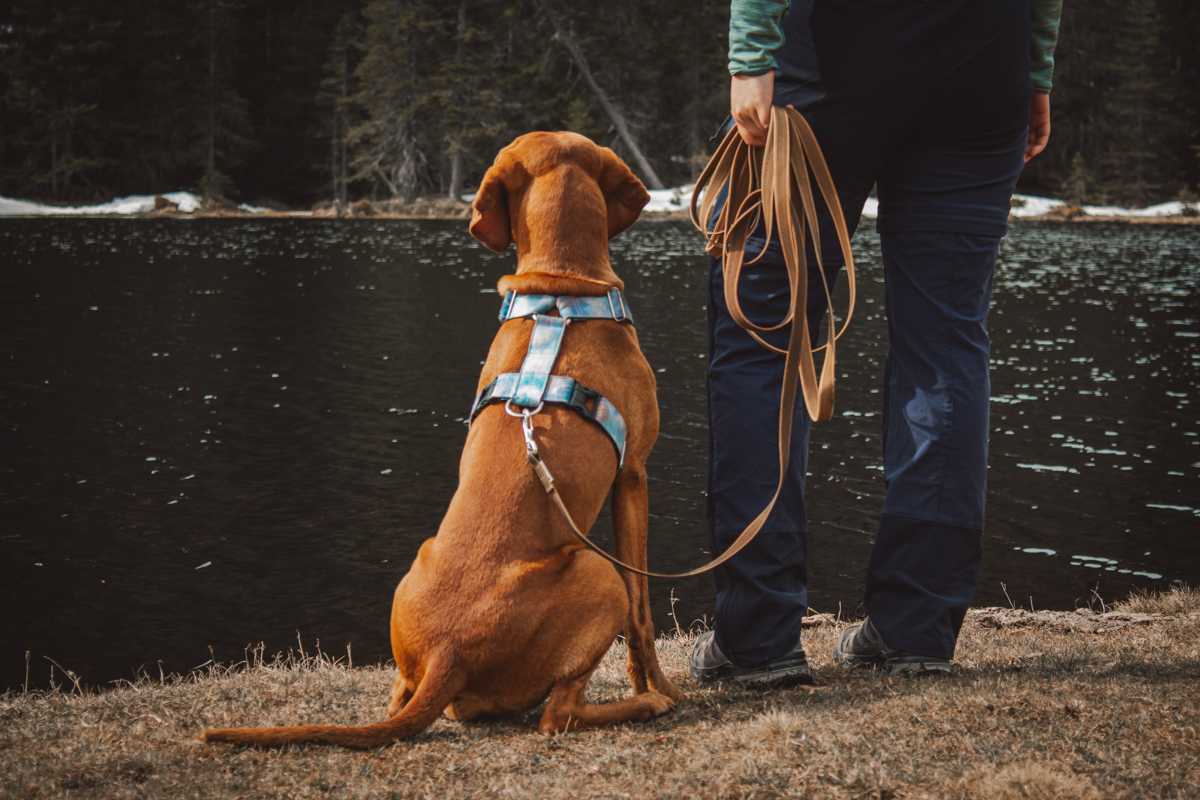hond in harnas aan een 5 meterlijn