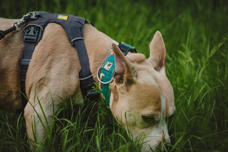 blogpost waarom snuffelwandeling belangrijk is voor je hond