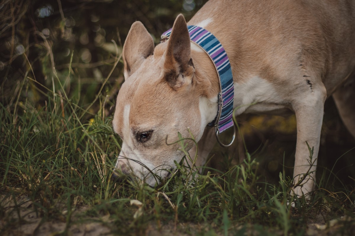 hond snuffelt tijdens wandeling