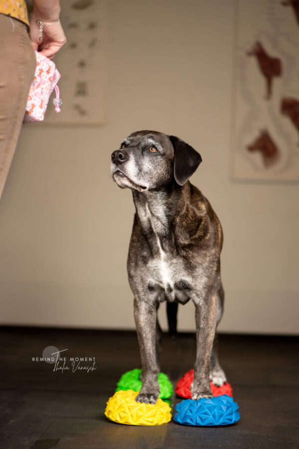 body en balance heeft zeer veel voordelen voor je hond